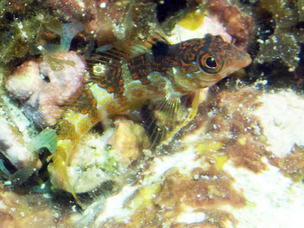 Saddled blenny